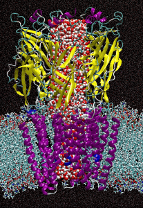 Snapshot from an all-atom molecular dynamics simulation of the alpha7 nicotinic receptor embedded in the cellular lipidic membrane